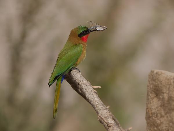 <h3><a href="/trips/gambia/biota/animalia/chordata/aves/037 coraciiformes/006 meropidae/merops bulocki/merops bulocki-nl.html">Merops&nbsp;bulocki</a> / Red‑throated&nbsp;bee‑eater / Roodkeelbijeneter</h3>OM-1 Mark II met OLYMPUS M.150-400mm F4.5, 1/2000 sec  bij F4.5, ISO 250, afstand 18.8&nbsp;m